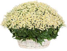 Цветочная композиция из Ромашки в корзине #REPLACE_PRED# Знаменское Одинцовского района